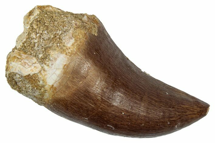 Fossil Prognathodontid Mosasaur Tooth - Morocco #345134